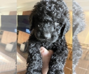 Goldendoodle Puppy for Sale in SAVANNAH, Georgia USA