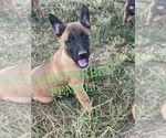 Small Photo #5 Belgian Malinois Puppy For Sale in PEYTON, CO, USA