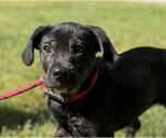 Small Labrador Retriever Mix