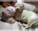 Small Photo #8 Dogo Argentino Puppy For Sale in BROOMALL, PA, USA