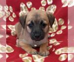 Small #4 Chihuahua Mix