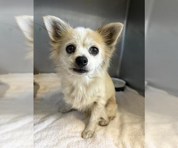Medium Photo #1 Chihuahua Puppy For Sale in Camarillo, CA, USA