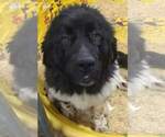 Small Photo #1 Newfoundland Puppy For Sale in CHANUTE, KS, USA