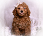 Puppy Rolo Maltipoo (Miniature)