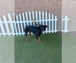 Small Rottweiler