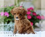 Small #2 Poodle (Toy)