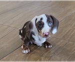 Small #14 Dachshund