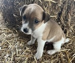 Puppy Buddy Jack Russell Terrier