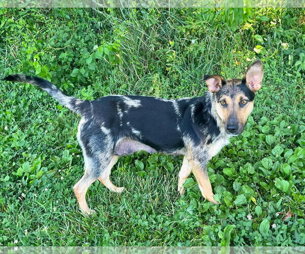 Medium Photo #1 Catahoula Leopard Dog-Unknown Mix Puppy For Sale in Unionville, PA, USA