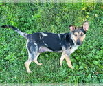 Small Catahoula Leopard Dog Mix
