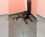 COURTESY POST: Rocky - Male Mutt Dog for Adoption - Small photo