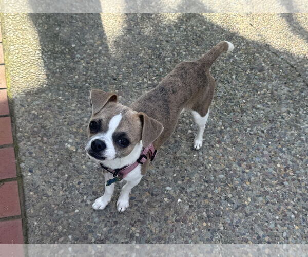Medium Photo #3 Chug Puppy For Sale in Santa Clara, CA, USA