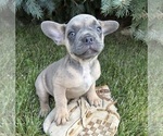 Small #3 French Bulldog