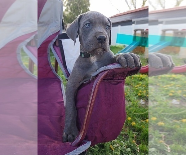 Medium Photo #29 Great Dane Puppy For Sale in OGDEN, UT, USA