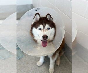 Siberian Husky Dogs for adoption in Fort Collins, CO, USA