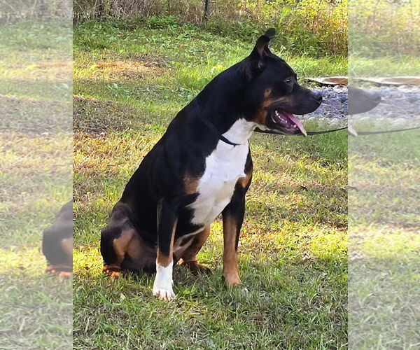 Medium Photo #4 American Pit Bull Terrier-Unknown Mix Puppy For Sale in Wetumpka, AL, USA