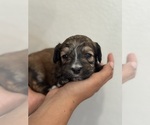 Small #4 Bernedoodle (Miniature)
