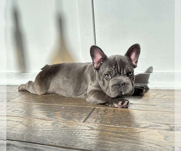 Medium Photo #7 French Bulldog Puppy For Sale in FRANKLIN, IN, USA