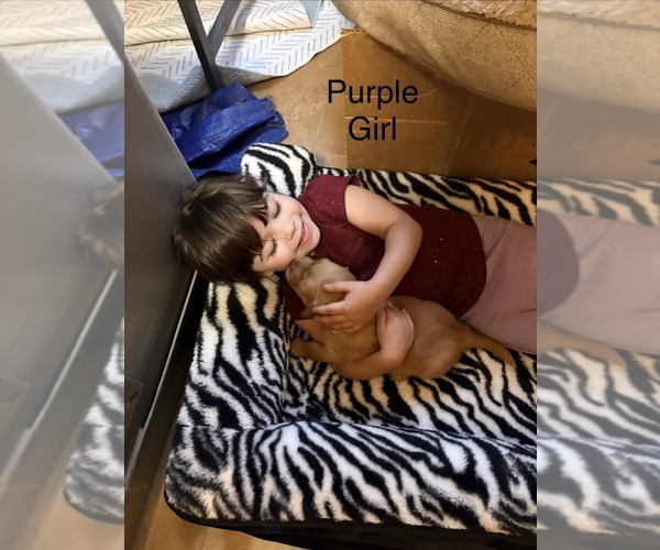 Medium Photo #4 Golden Retriever Puppy For Sale in PEORIA, AZ, USA