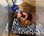 Golden Retrieve - Female Golden Retriever Puppy for Sale - Photo #4