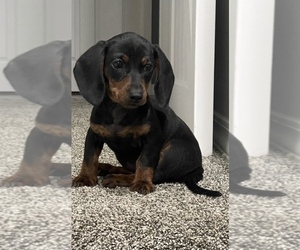Dachshund Puppy for sale in WEST PLAINS, MO, USA