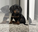 Small Photo #1 Dachshund Puppy For Sale in WEST PLAINS, MO, USA