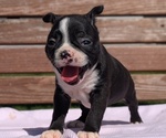 Small #1 Boston Terrier