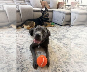 Mutt Dogs for adoption in Goodyear, AZ, USA