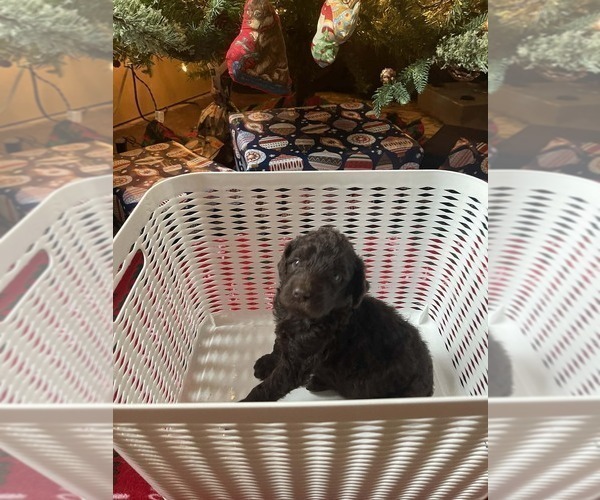 Medium Photo #3 Goldendoodle Puppy For Sale in ELLISGROVE, IL, USA