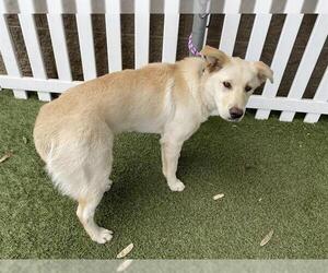 Shepradors Dogs for adoption in Modesto, CA, USA