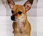 Small Photo #1 Chihuahua Puppy For Sale in San Diego, CA, USA