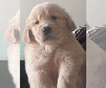Puppy Orange boy Golden Retriever