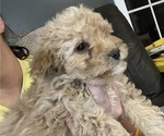 Puppy Red Male Cavapoo