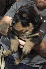 Rottweiler Puppy for sale in LYNCHBURG, VA, USA