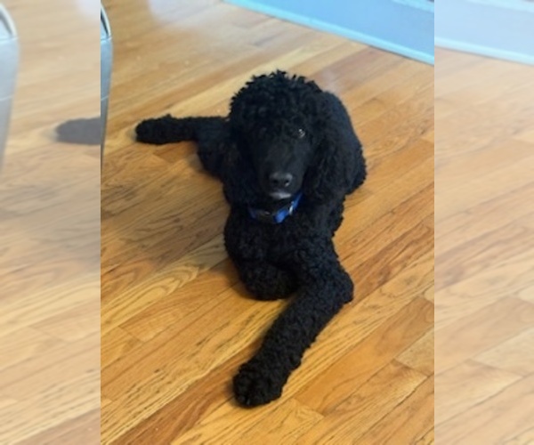 Medium Photo #11 Poodle (Standard) Puppy For Sale in BEAVER, WV, USA