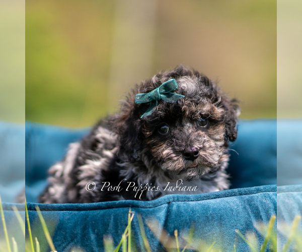 Medium Photo #69 Poodle (Miniature) Puppy For Sale in WARSAW, IN, USA