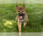 Small #19 Shiba Inu