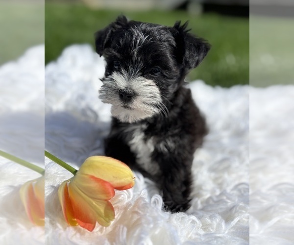 Medium Photo #3 Morkie Puppy For Sale in ROCK STREAM, NY, USA