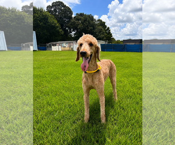 Medium Photo #1 Goldendoodle Puppy For Sale in Pacolet, SC, USA