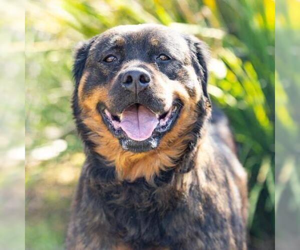 Medium Photo #2 Rottweiler Puppy For Sale in Camarillo, CA, USA