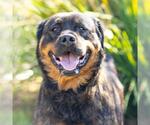 Small #1 Rottweiler
