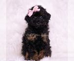Puppy Dazzle Poodle (Miniature)