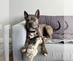 Small American Staffordshire Terrier Mix