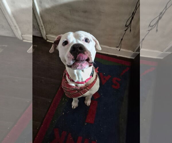 Medium Photo #9 Bullypit Puppy For Sale in Techny, IL, USA