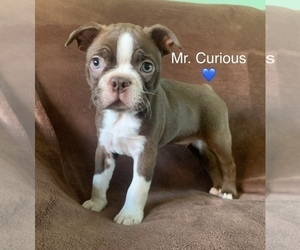 Boston Terrier Puppy for sale in LOWELL, IN, USA