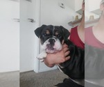 Small Photo #3 Bulldog Puppy For Sale in ANAHEIM, CA, USA