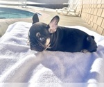 Small #4 French Bulldog