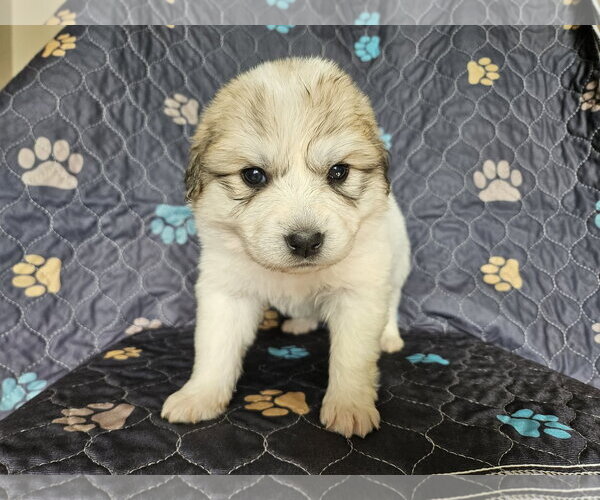 Medium Photo #2 Great Pyrenees Puppy For Sale in Croydon, NH, USA