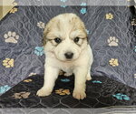 Small #1 Great Pyrenees
