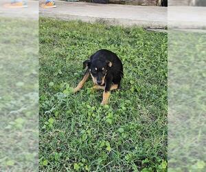 American Staffordshire Terrier-Unknown Mix Dogs for adoption in San Antonio, TX, USA